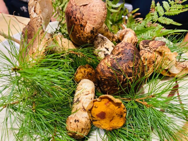 松茸祭り🍄‍🟫イン食彩ひとくち🏮
松茸名人が沢山　採って来ました〜🍺　美味しいですょ〜😋