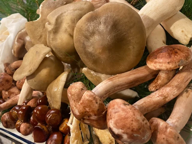 食彩ひとくち🏮
秋満載🍂　キノコ部隊長とキノコ名人が早速収穫してきました〜🍄‍🟫　松茸は少々お待ち下さいね♪ 10月になったら松茸狩り決行予定🗓️ 呑んでラリーのチケットも期限内に該当店舗でご利用下さい🎫