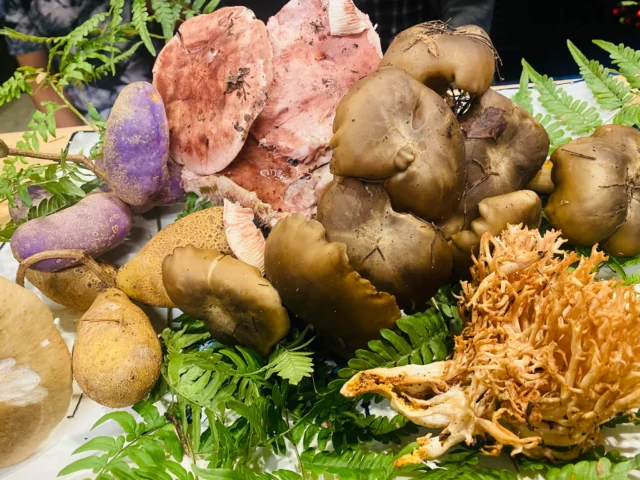 食彩ひとくち🏮　キノコ部隊長とキノコ名人🍄‍🟫が収穫してきました〜🍄‍🟫　下処理中！飽きたのでパチリ❣️ 明日9／２３までは店休です🙇‍♀️ ２４日(木)から
キノコ祭り🍄‍🟫　アケビもメッチャ美味〜🥰